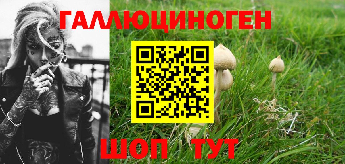 Полысаево  Псилоцибиновые грибы Psilocybine cubensis  Вход с VPN 